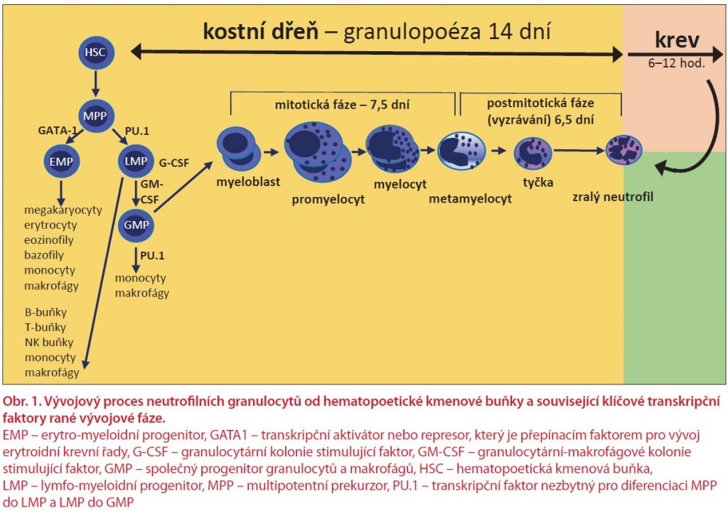 Jak se projevuje neutropenie?